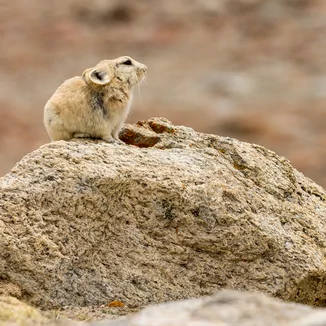 Ladak pika. Click it to see the related page. 